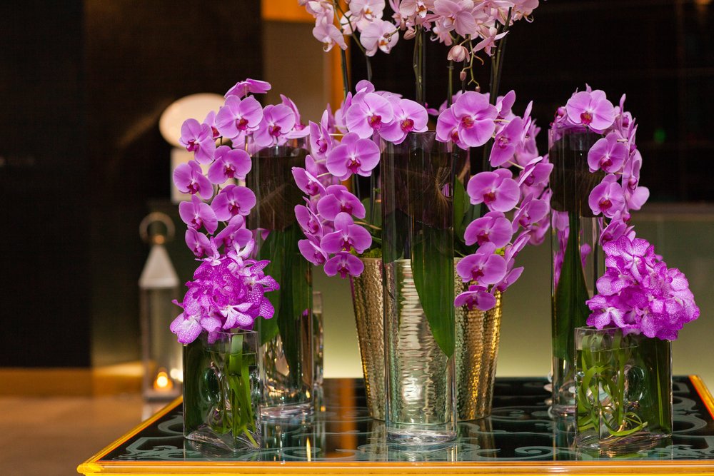 Орхидея из семян: выращивание в домашних условиях